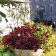Use a Container Garden to Brighten Small Spaces As you can see, container gardening is a popular way to bring a splash of color to small spaces. There is a lot of talk in the media about different...