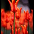 Spring is just around the corner and what flower is more full of color and vibrant than a tulip?  Tulips aren’t as simple as may have once been assumed, different...