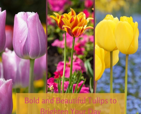 Bold and Beautiful Tulips to Brighten Your Day