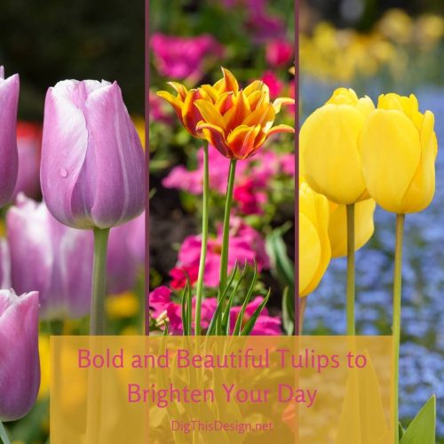 Bold and Beautiful Tulips to Brighten Your Day - Dig This Design