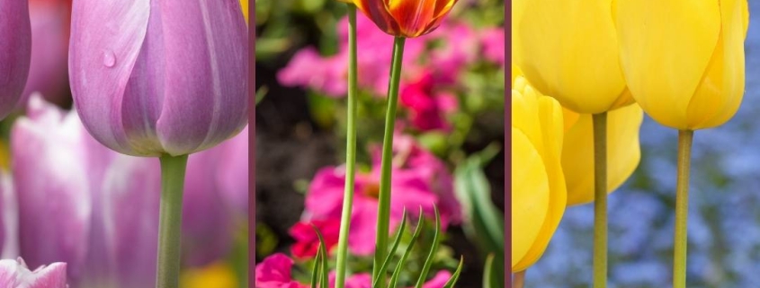 Bold and Beautiful Tulips to Brighten Your Day