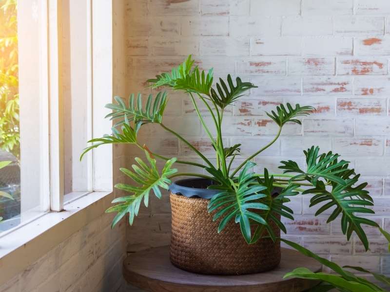 Give Life To Your Design With Plants