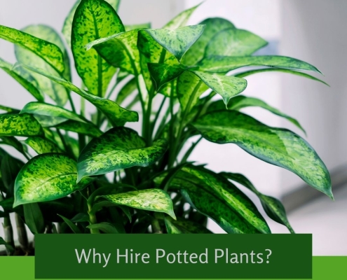 Why Hire Potted Plants