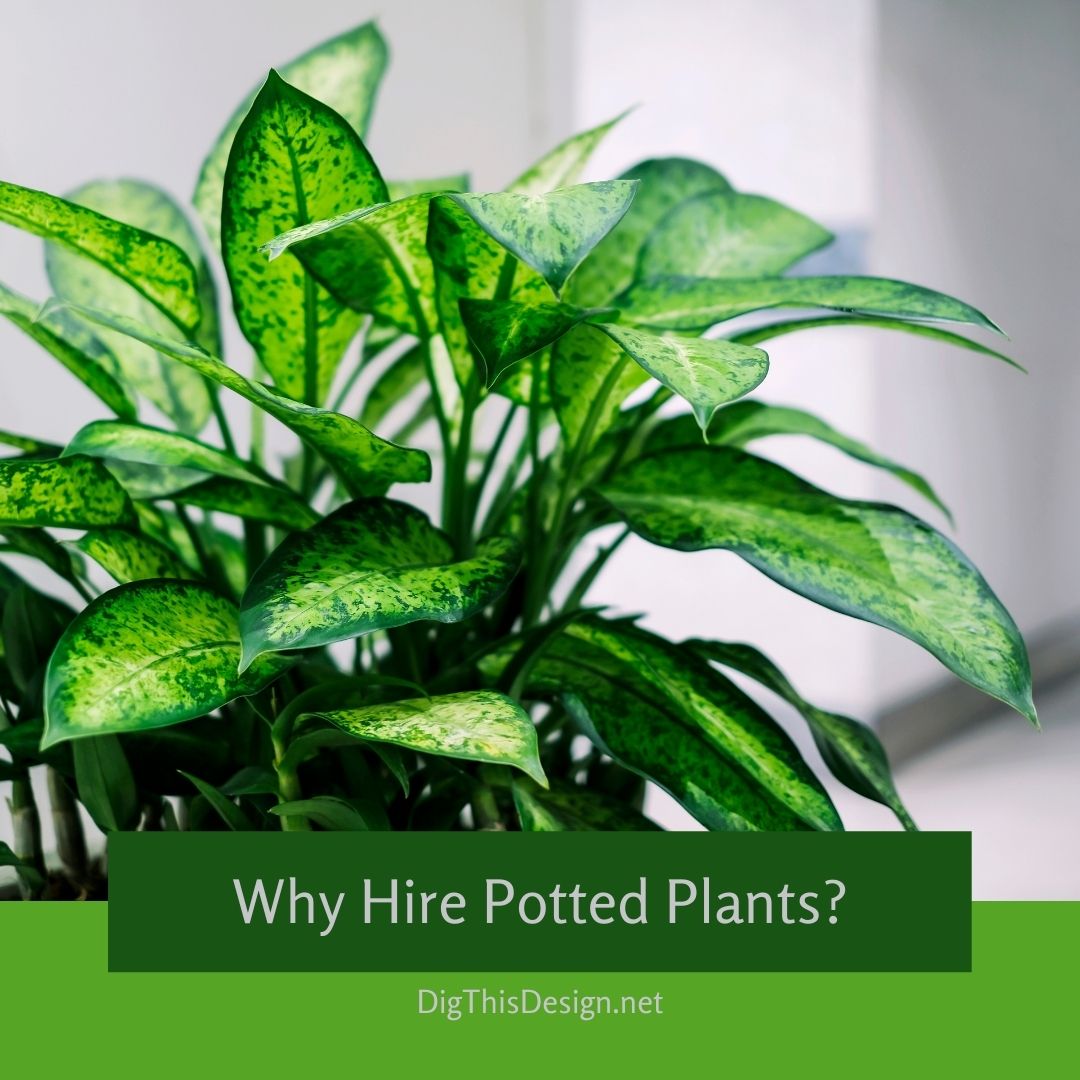 Why Hire Potted Plants