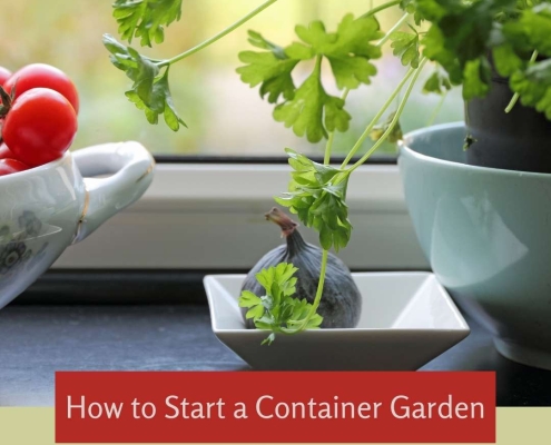 How to Start a Container Garden