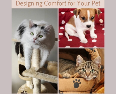 Designing Comfort for Your Pet