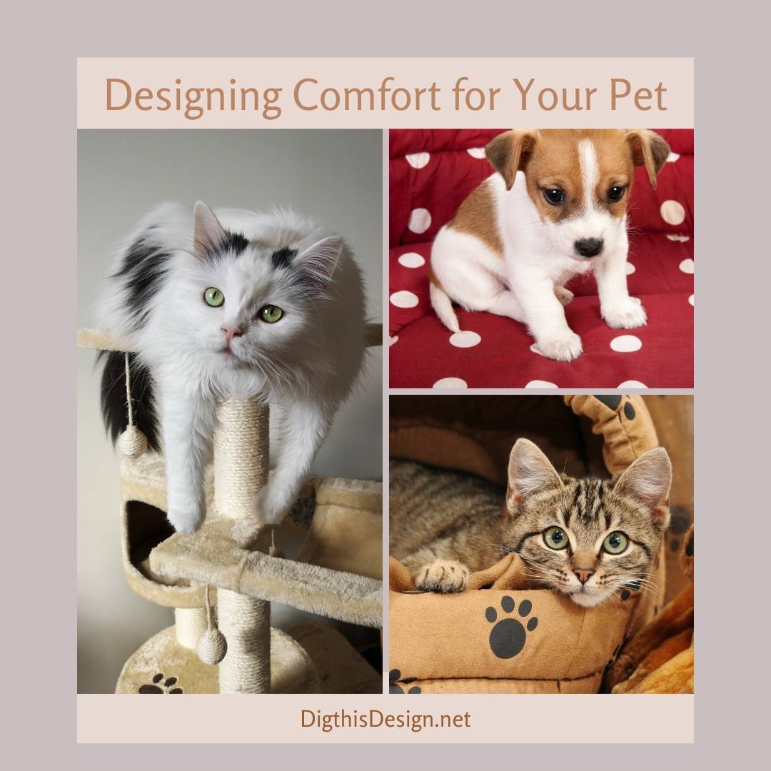 Designing Comfort for Your Pet