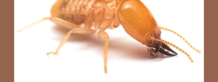 Termite Problems