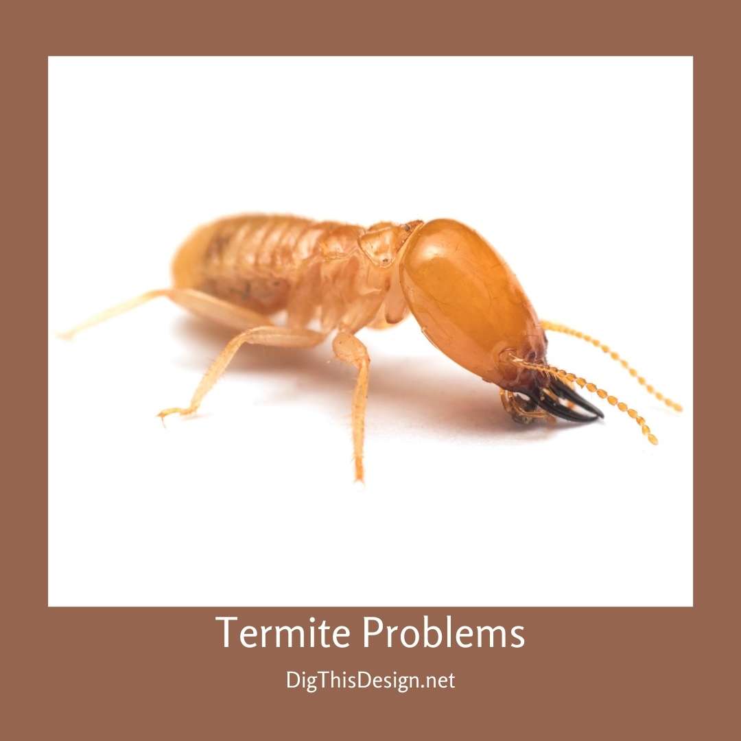 Termite Problems