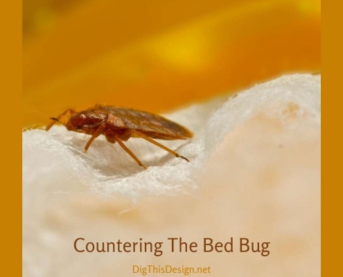 Countering-The-Bed-Bug
