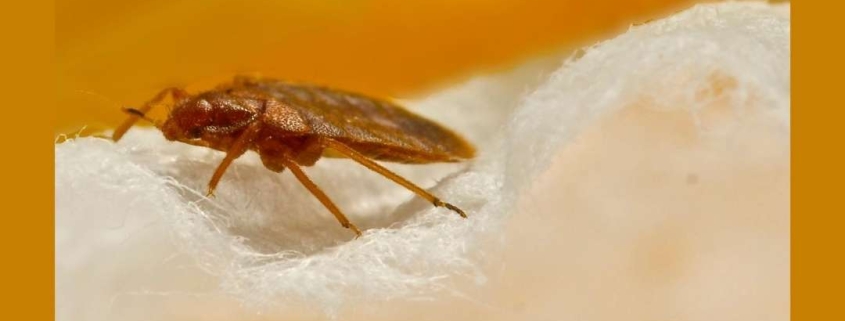 Countering-The-Bed-Bug