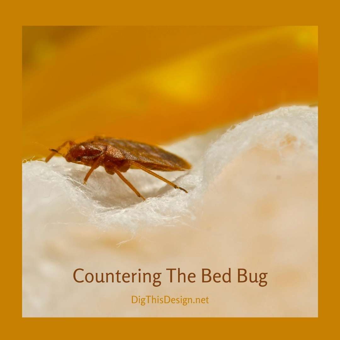 Countering The Bed Bug