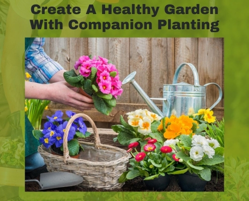 Create A Healthy Garden With Companion Planting
