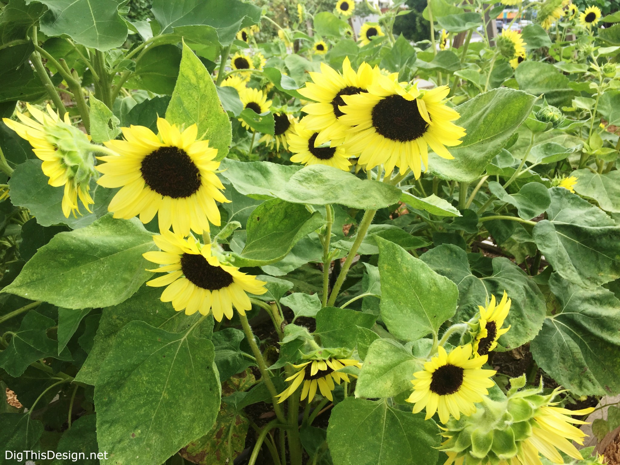 Sunflowers in food garden beds at East End Market