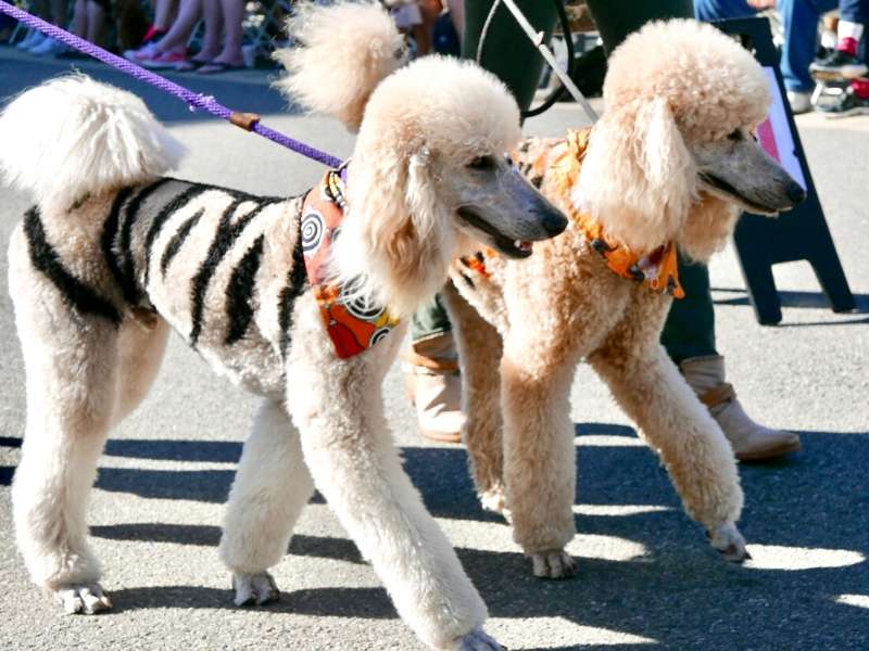 Dressing up the pooch for halloween