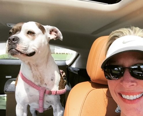 pit bull dog Diva riding in backseat of car with open sun roof