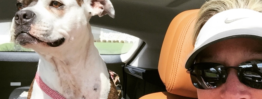 pit bull dog Diva riding in backseat of car with open sun roof