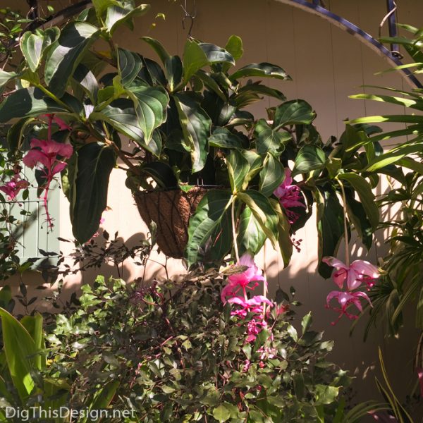 An exotic botanical at McKee Botanical Gardens.