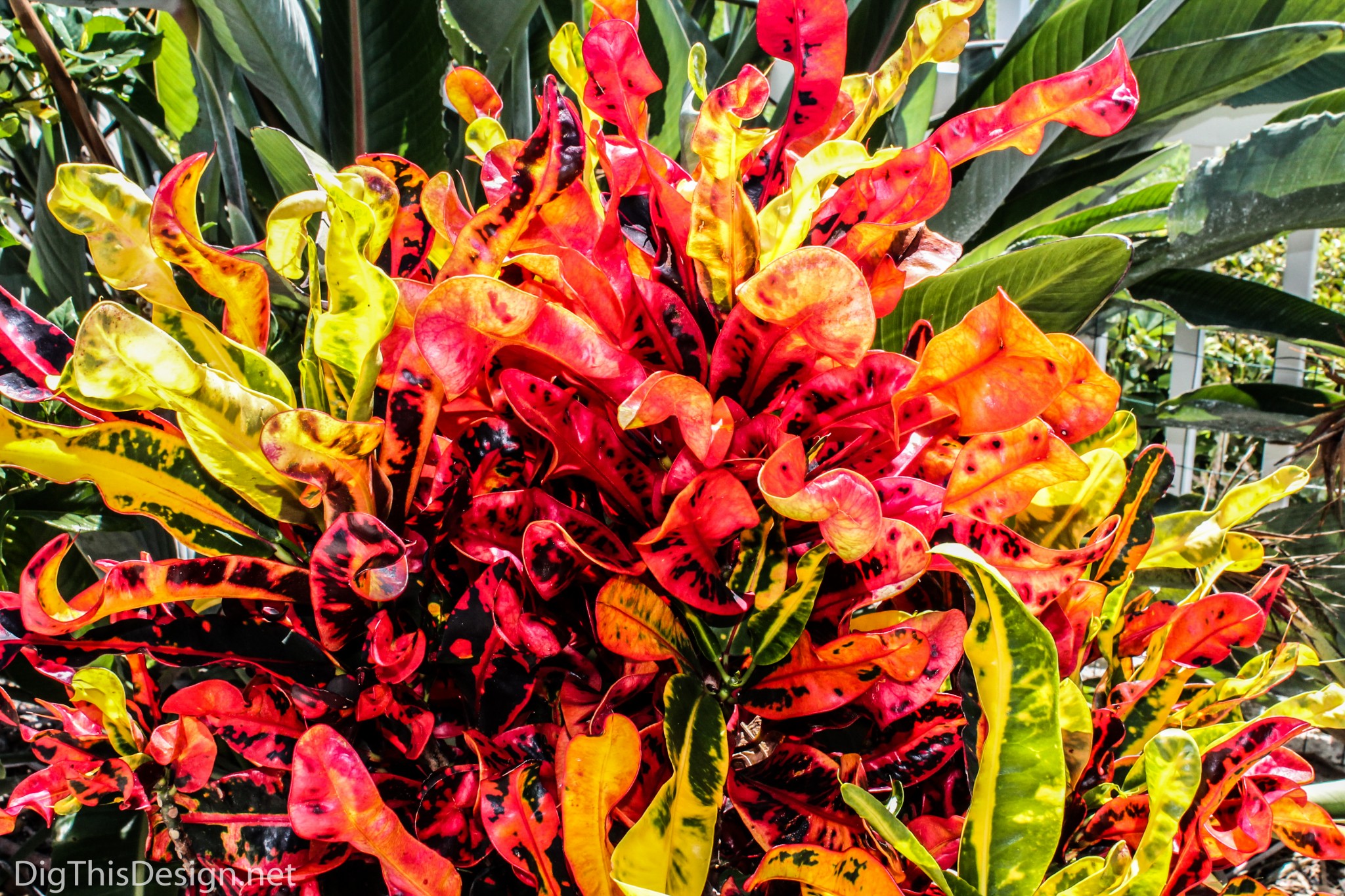 Crotons are a plant with vibrant shades of orange.
