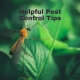 Helpful Pest Control Tips