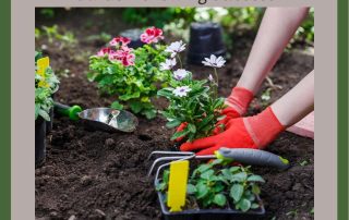 Garden Growing Success Starts From The Ground Up