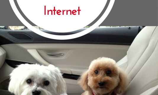 Shop pet gifts for your pet on the internet.