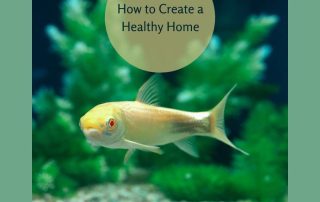 How to Create a Healthy Home