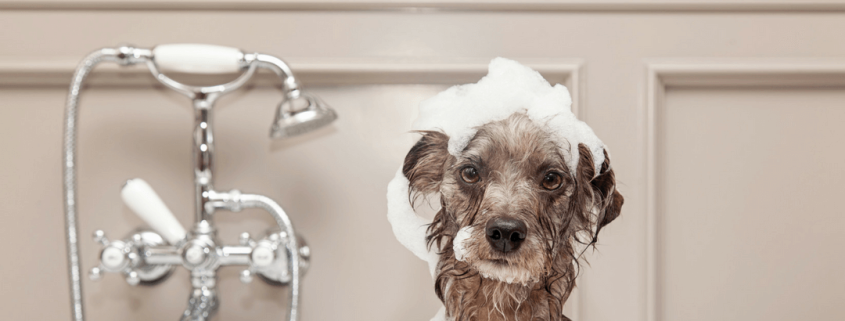 Laundry Room - Designed with Pet-Friendly Bathing is Trending (1)