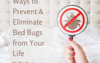 Ways to Prevent & Eliminate Bed Bugs from Your Life