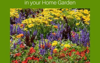 Grow Wildflowers in your Home Garden