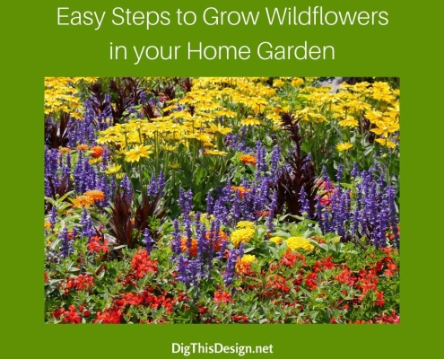 Grow Wildflowers in your Home Garden