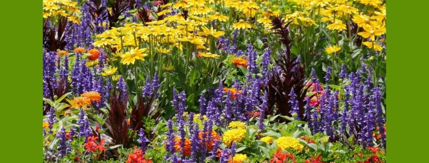 Grow Wildflowers in your Home Garden