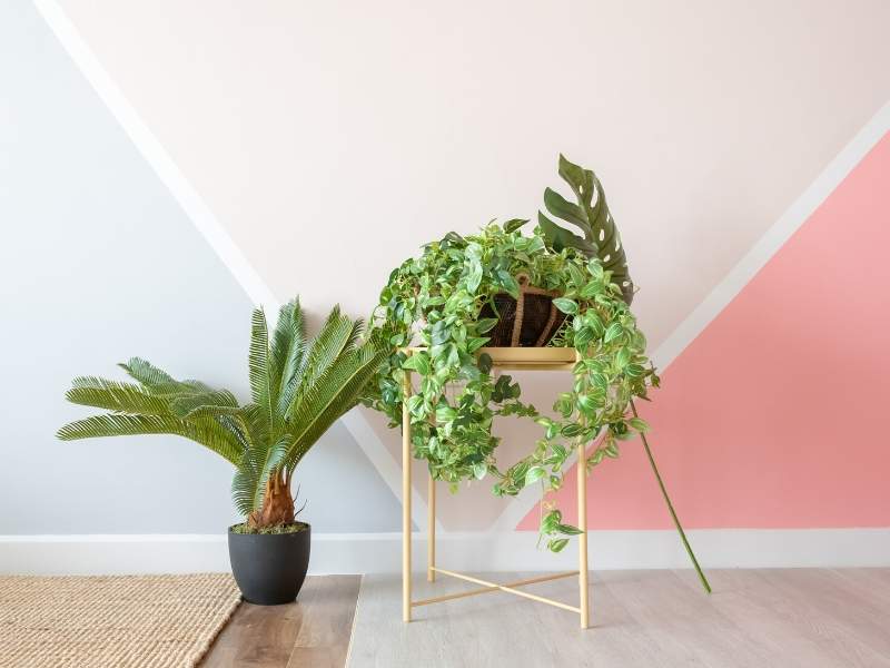 Modern home house plants