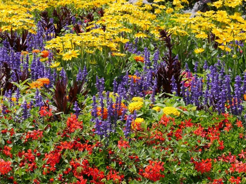Grow Wildflowers in Your Home Garden with These Easy Steps