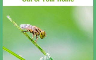 Keep Insects Out of Your Home