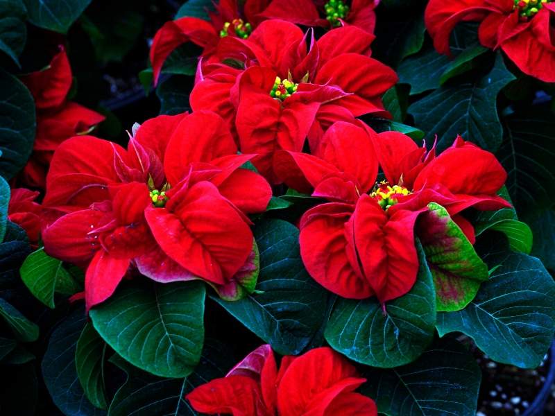 Poinsettia