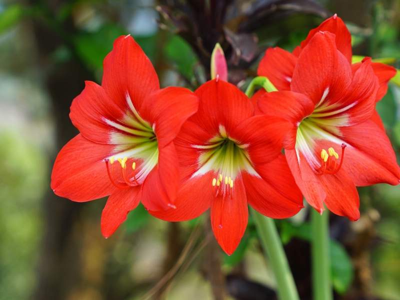 Amaryllis holiday plants