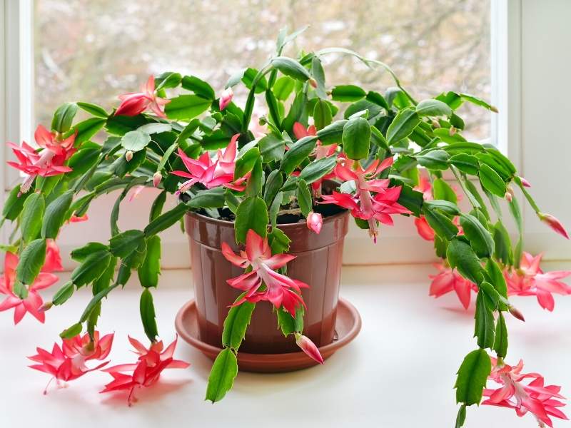 Christmas cactus holiday plants