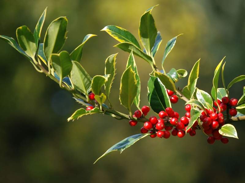 Holly holiday plants