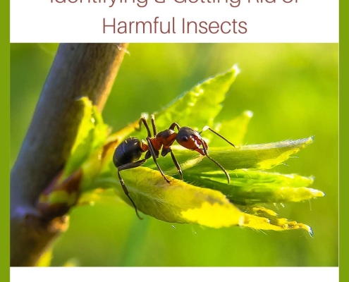 Identifying & Getting Rid of Harmful Insects