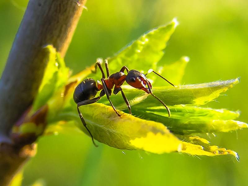 Insects