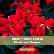 Winter Holiday Season Plants and Flowers