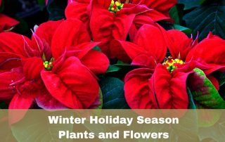 Winter Holiday Season Plants and Flowers