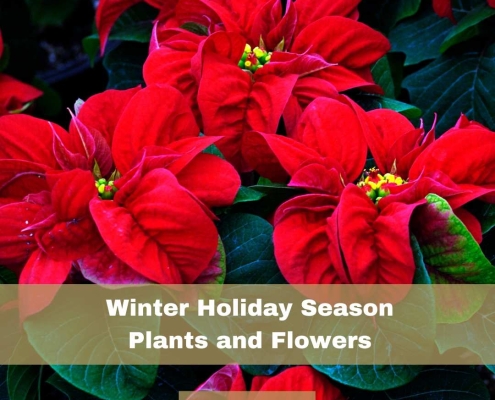 Winter Holiday Season Plants and Flowers