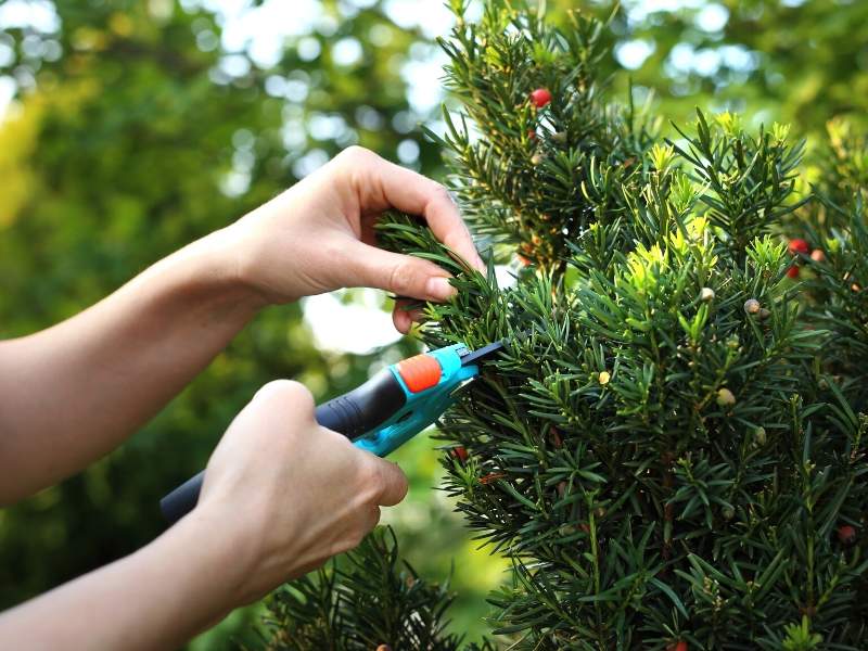 Japanese Yew Bush for Your Winter Design