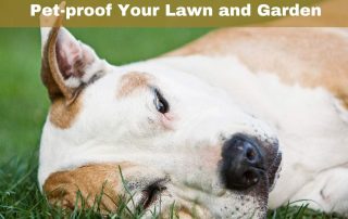 4 Tips to Pet-proof Your Lawn and Garden