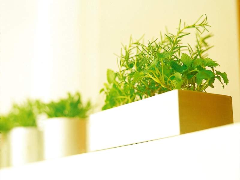 Herbs and Spices in a plant box add green plants to the kitchen