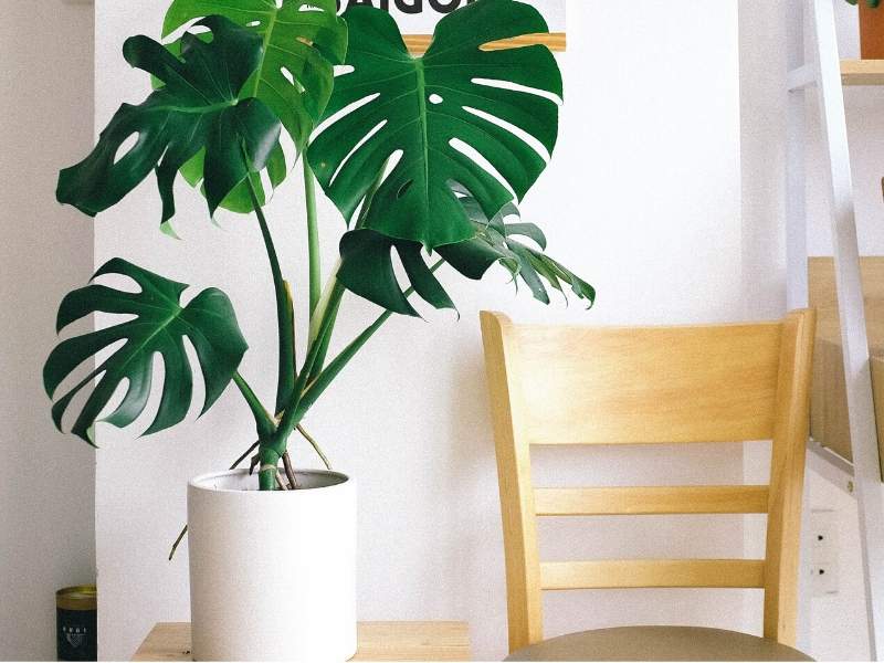 Big Green Plants in a Small Space