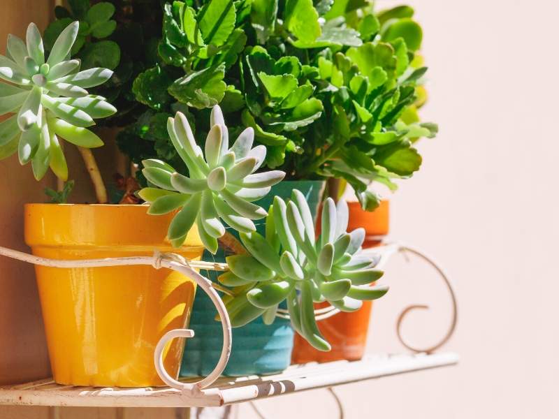 Succulents for easy care and variety of green plants in your home or office