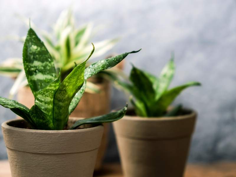 Bring nature inside with house plants